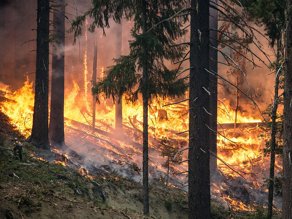 A forest of evergreen trees on a slope with the ground cover on fire. A forest firefighter in the foreground is dwarfed by the trees and the fire.